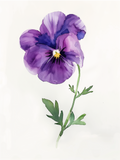 Imprimé fleur violette