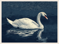 Cygne serein sur des eaux calmes
