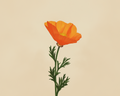 Imprimé fleur de pavot doré