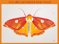 Imprimé papillon de nuit vibrant