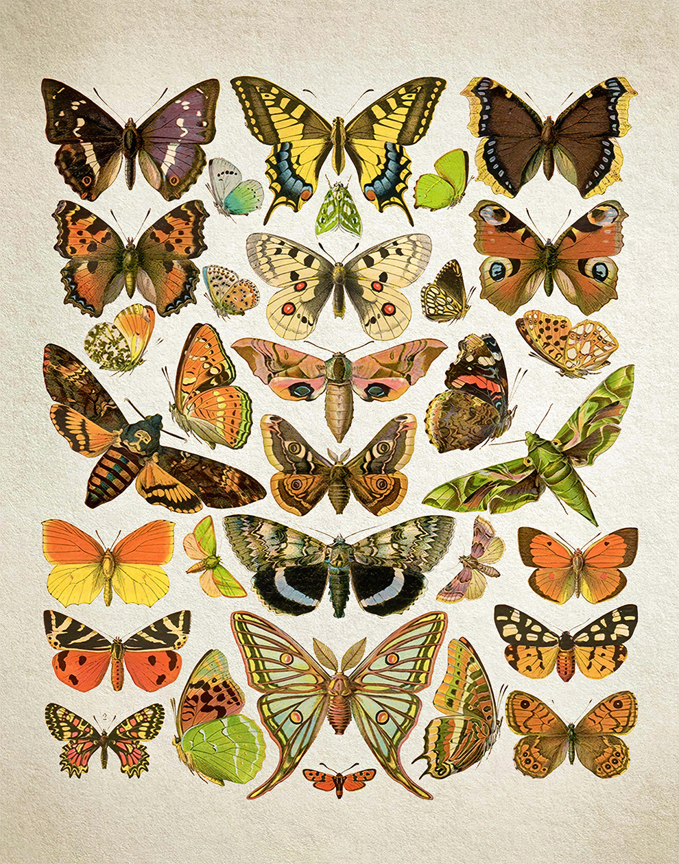 Illustration botanique de papillon