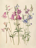 Bellflowers Botanical Print