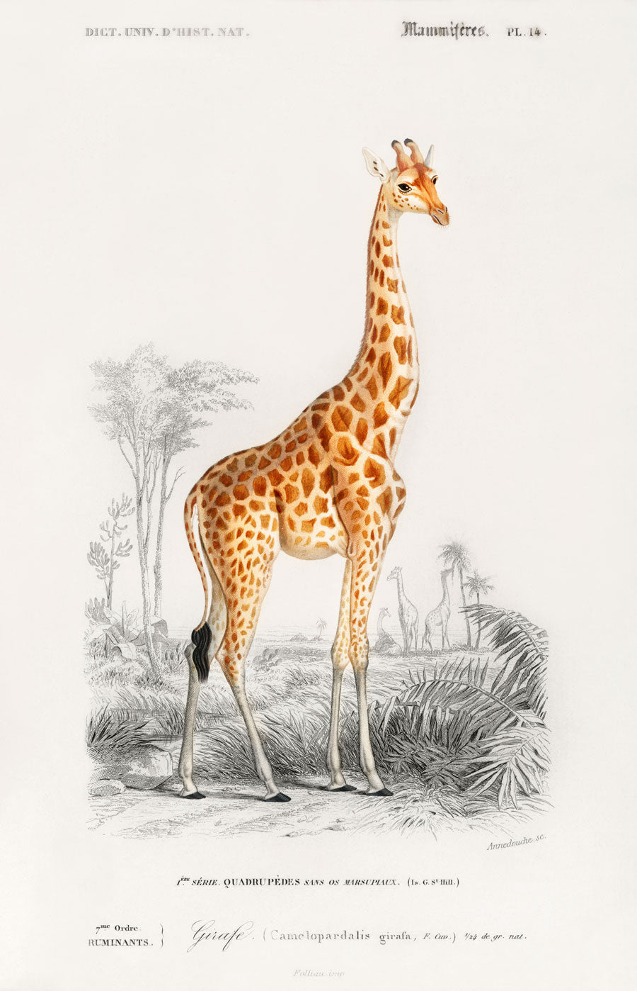 Giraffe Illustration Giraffe Decor Giraffe Print 1846