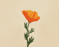 Golden Poppy Bloom Print