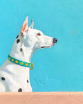 Spotlighted Dalmatian - Dog Art Print