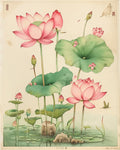 Lotus Field Print