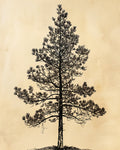 Pine Tree Art Print