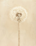 Wish Upon a Star - Dandelion Print